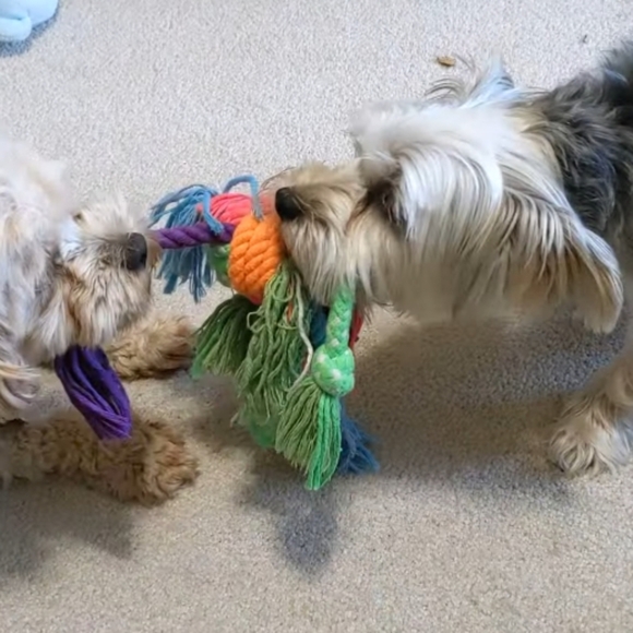 Frisco Multicolor Rope Dog Toy - Picture 5 of 5